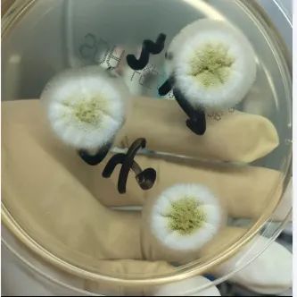 1763950558327578.jpg 1763950558327578.jpg